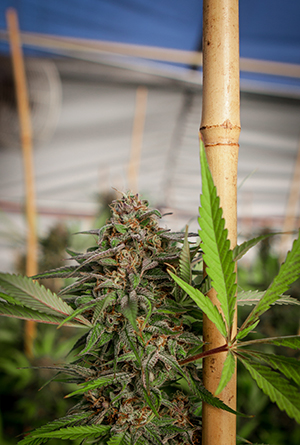 photo of Shaping the Cannabis Industry Through Breeding: A Q&A With Mojave Richmond image