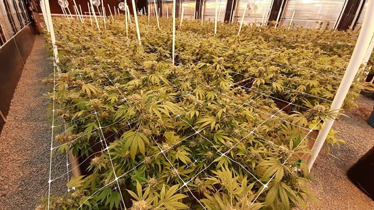 photo of Thriving in Cannabis Chaos: Lessons From Other Industries image