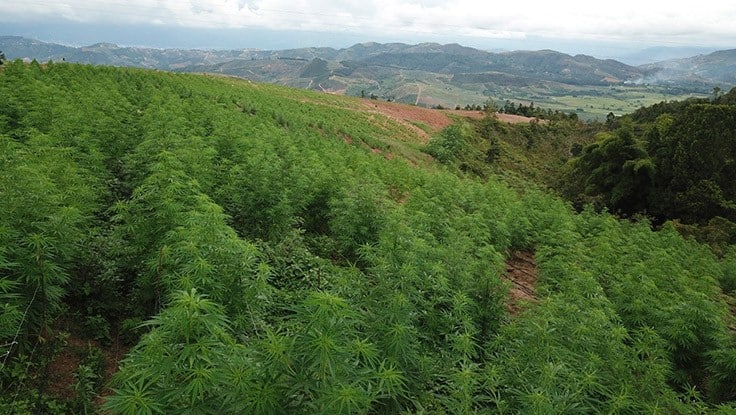 photo of Cannabis Pipeline to Europe is Open; Flora Growth is Investing image