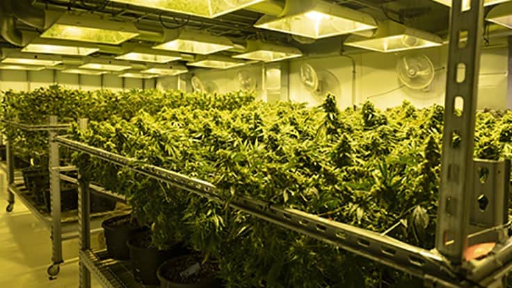 photo of NSCP: Indoor Cannabis Growing Consumes 10% of Massachusetts' Electricity image