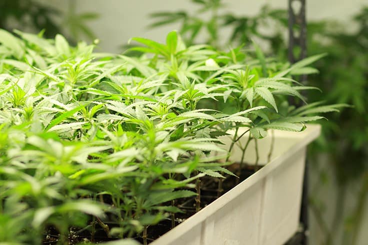 Ways Marijuana Growers can get their Yields Faster