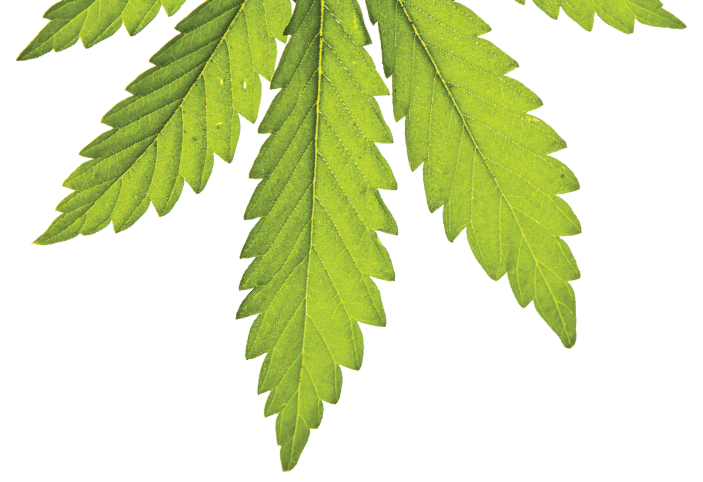 11 Tips for Winning a Marijuana Cultivation License