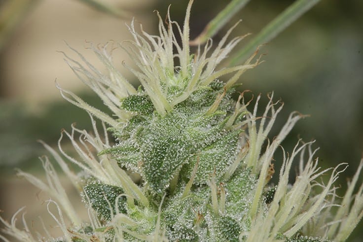 Heal nausea with best-selling weed seeds feminized