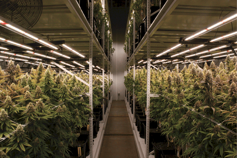 6 Considerations For Managing Humidity In Indoor Cultivation
