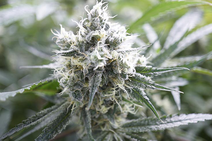 The Dangers of Heavy Metals in Your Cannabis Crop