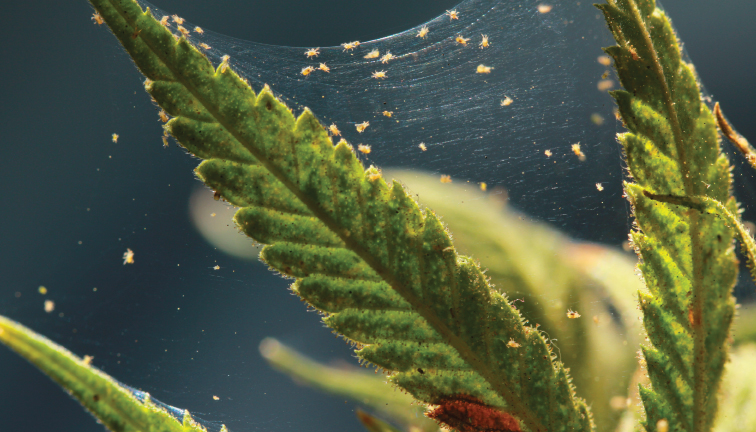 14 Tips to Stay On Top of Cannabis Pest Issues