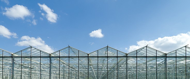 Canadian Greenhouse Expert Partners With Cannabis Company