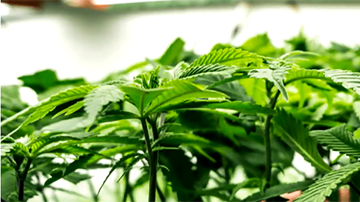FV Pharma Wants to Be the World’s Largest Cannabis Cultivation Operation