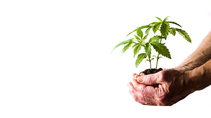 Canadian Company Offers Cannabis Cultivation Lessons for the Would-Be Grower