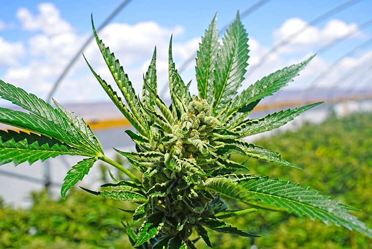 Cannabis Cultivation to Appear on Half Moon Bay's November Ballot