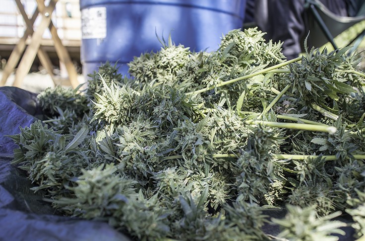Oregon’s New Cannabis Harvest Notification Rules Target State’s Diversion Problem