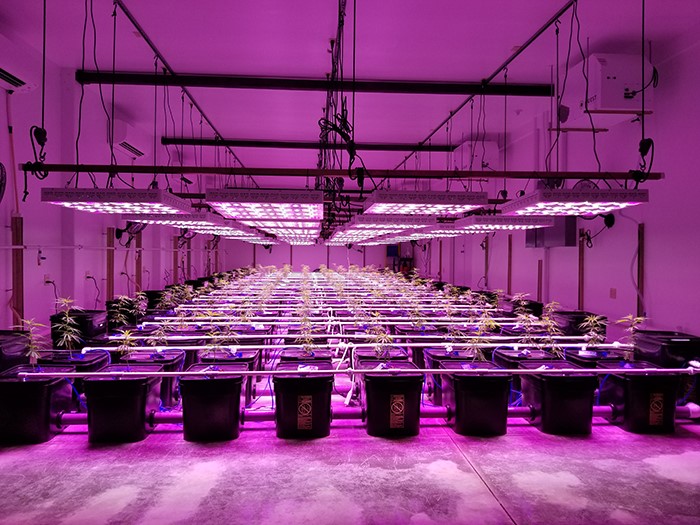 Behind the Scenes With an Off-Grid Cannabis Farm Eyeing Automation