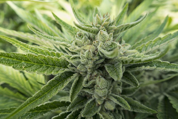 Board of Supervisors Authorizes Commercial Marijuana Cultivation, Sales in Areas of Riverside County, Calif.