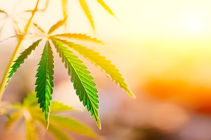 Canopy Growth to Spend $115 Million to Grow Marijuana in EU