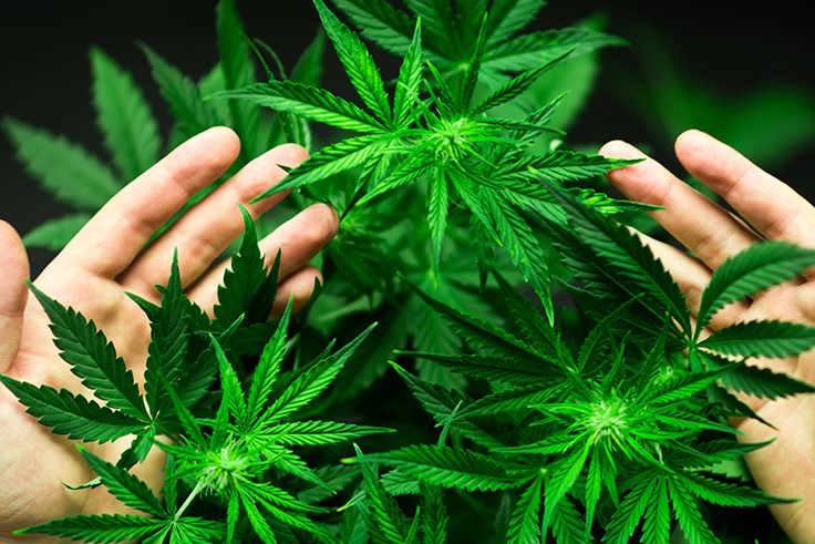 New Jersey Advances Cannabis Legalization Bill, North Dakota and North Carolina Consider Decriminalization: Week in Review
