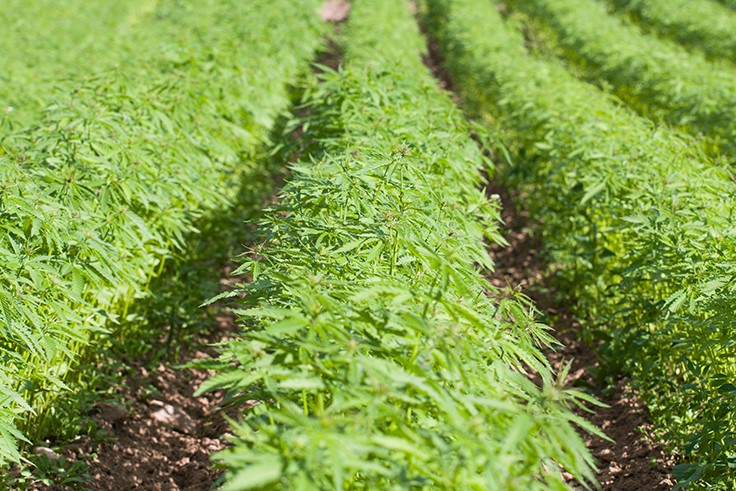 Cannabis Industry Anxiously Awaits 2018 Farm Bill Vote