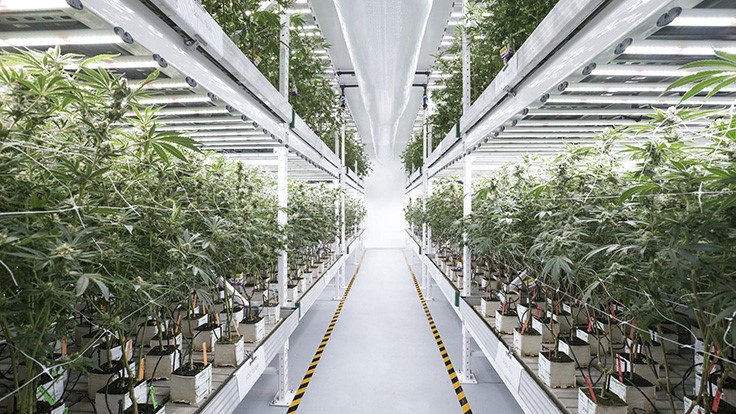 How to Decide Between Outdoor, Greenhouse or Indoor Cannabis Cultivation—And the Lighting Needed for Each