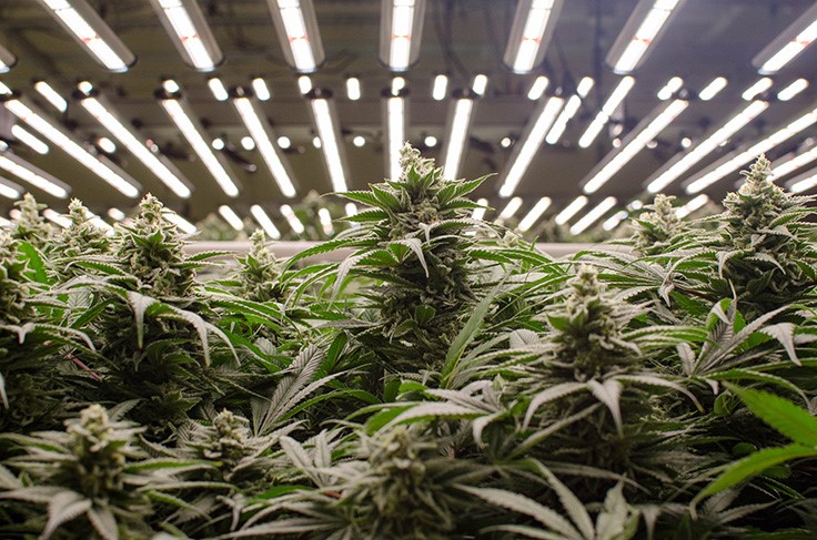 How Can Cannabis Cultivators Benefit From Utility Rebates and Incentives?