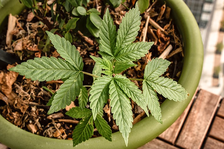 Michigan to Allow Home Cultivation of Marijuana