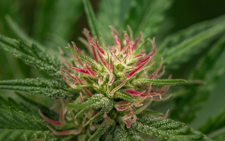 Shaping the Cannabis Industry Through Breeding: A Q&A With Mojave Richmond 