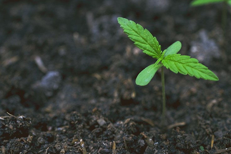 Innovative Cannabis Growing Techniques: A Q&A with Tina Gordon