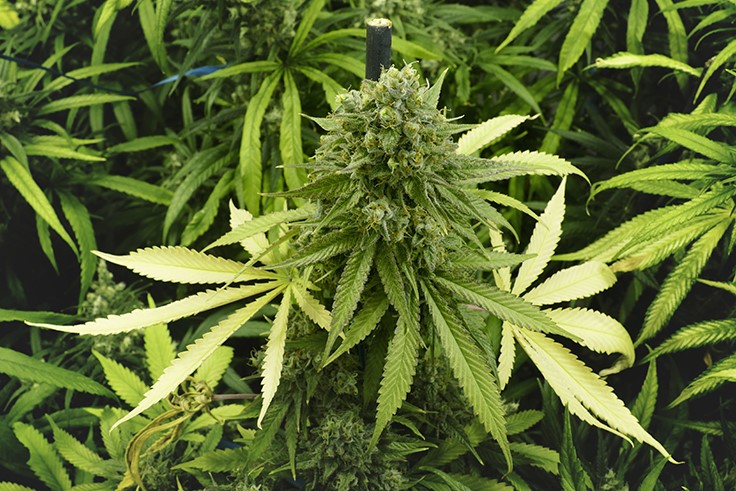 California’s Marijuana Industry Needs an Intervention to Avoid an ‘Extinction Event’