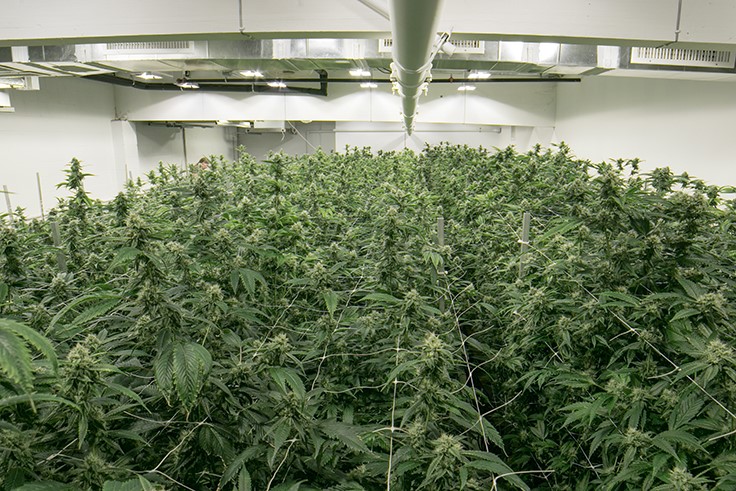 Tips to Master Large-Scale Cannabis Cultivation: Q&A with Ryan Douglas