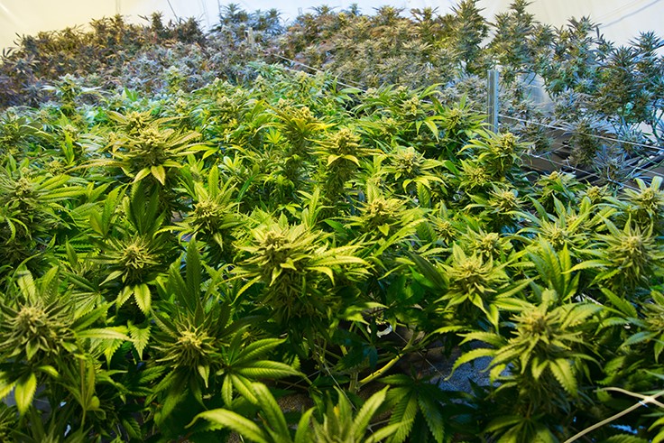 Third Arkansas Medical Marijuana Cultivator Approved to Start Growing