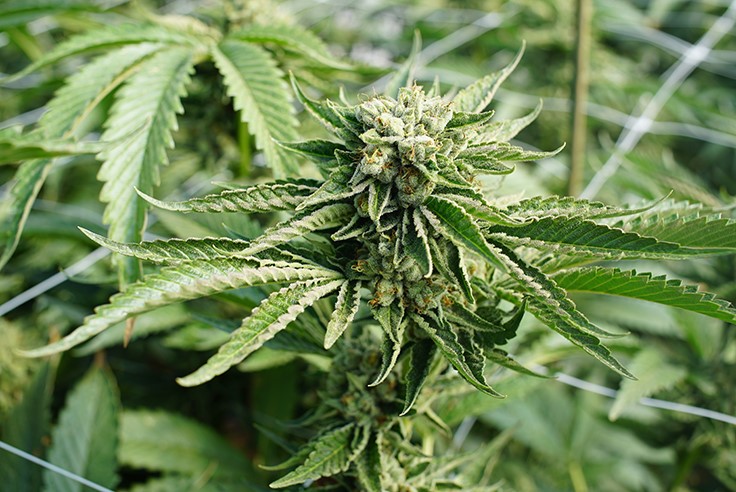 New Hampshire Senate Committee Supports 'Home Grow' Option for Medical Marijuana Program