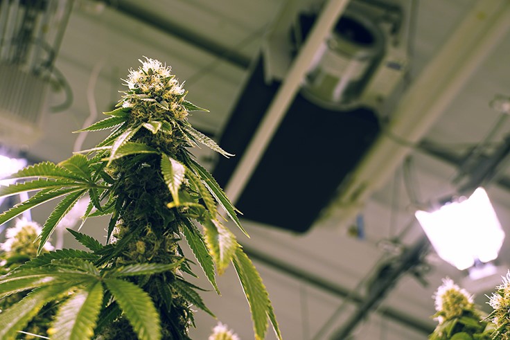 Monitoring, Controlling and Automating Your Cannabis Cultivation Facility