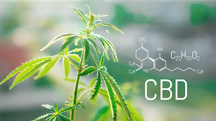 FDA Oversight of Booming CBD Market: What Can Businesses Expect?