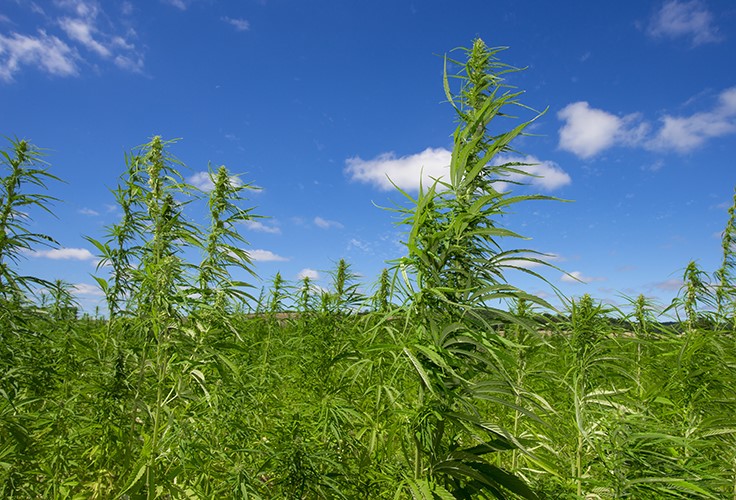 Restrictive Massachusetts Guidelines on Selling CBD Products Worry Hemp Farmers