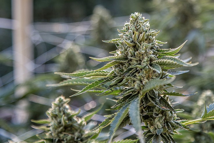 Should I Patent My Cannabis Plants?