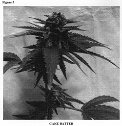 biotech institute cannabis plant patent