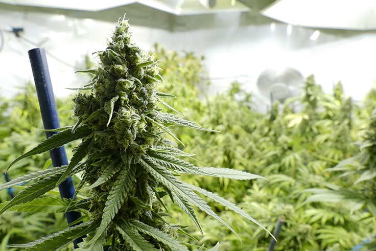 Biotech Institute Has Applied for Patents on 8 Individual Cannabis Cultivars