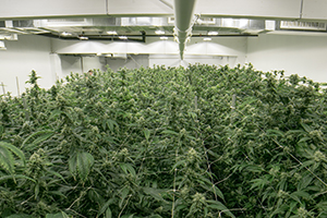 How to win a cannabis cultivation license