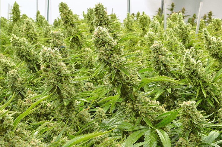 How Compassionate Cultivation Differentiates Itself in Texas With In-House Breeding Program