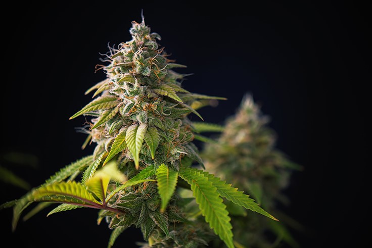 3 Rejected Medical Marijuana Growers Push Appeals in Utah