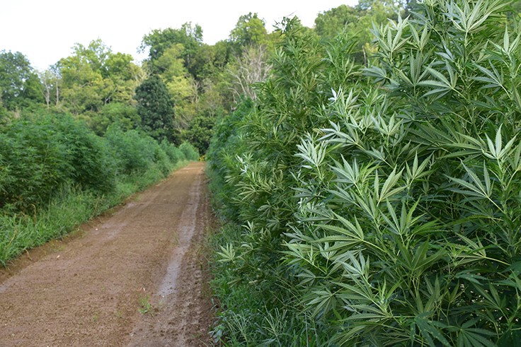 Kentucky Cannabis Company Highlights Kentucky’s Hemp Farmers with Batch Product Line