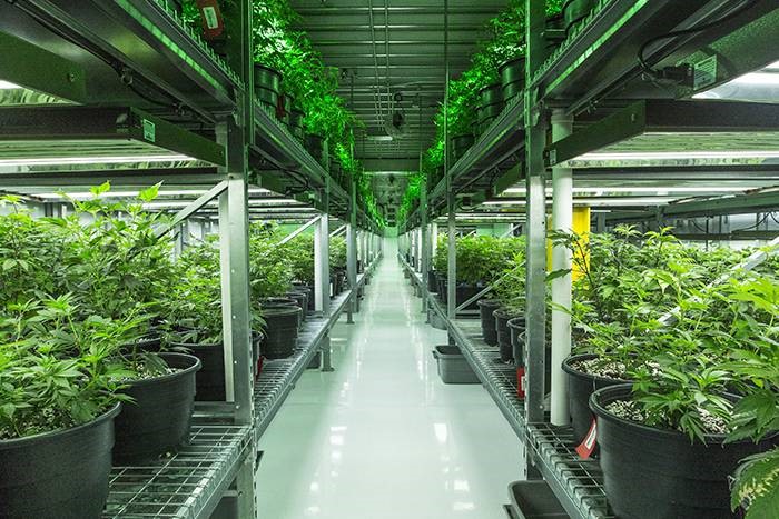 Medicine Man Technologies to Acquire Dabble Extracts in Plan to Access Entire Cannabis Supply Chain