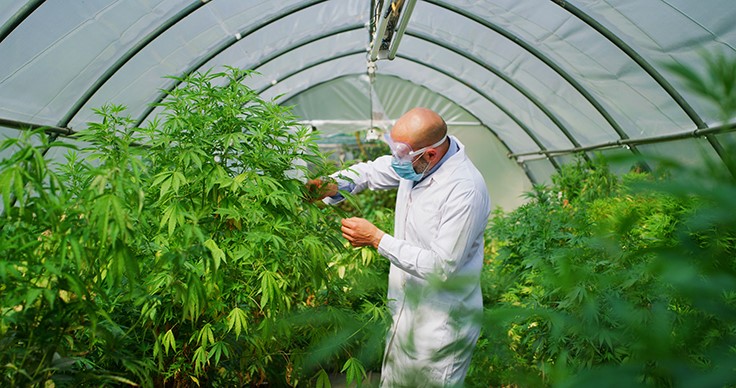 DEA Announces Steps to Expand Medical Cannabis Research