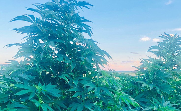 Newly Legal U.S. Hemp Industry Sees Early Supply Boom, Wholesale Price Crash
