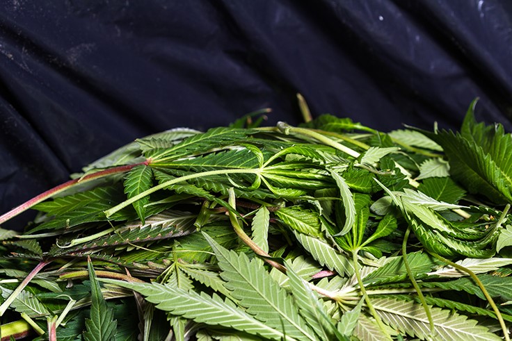 One Hemp Cultivator’s Waste is Another Business’s Opportunity