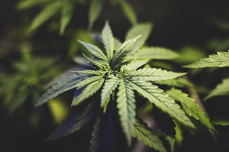 Cannabis Legalization Anchors U.S. Sen. Kamala Harris’ Criminal Justice Plans