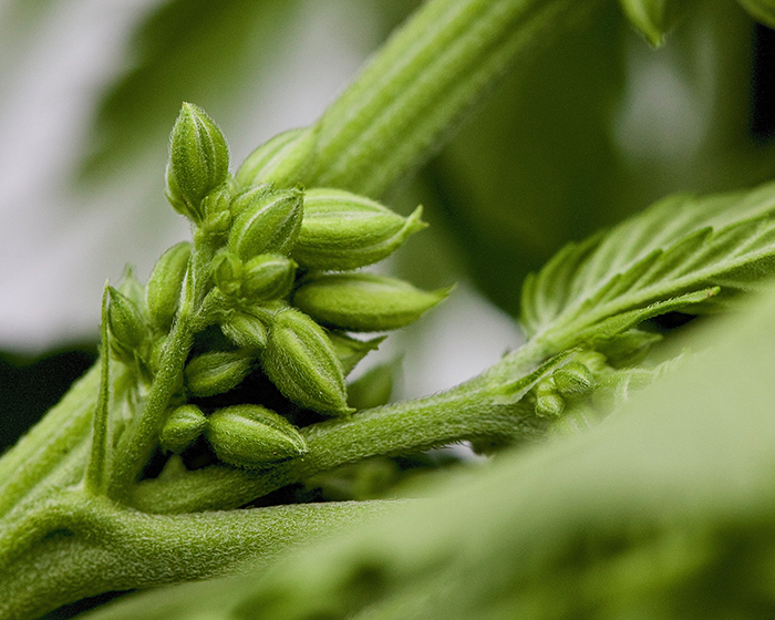 planta masculina flor de cannabis david goodman