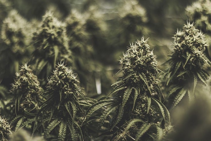 The Cannabis Industry’s 9 Biggest Moments of 2019
