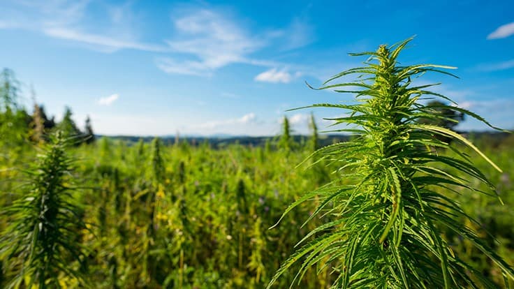 Qualifying Hemp Crop Losses: Q&A with Eric Steenstra