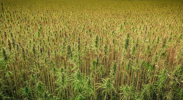 USDA’s Interim Final Rule on Hemp and Current Federal Law: How States Are Choosing to Respond