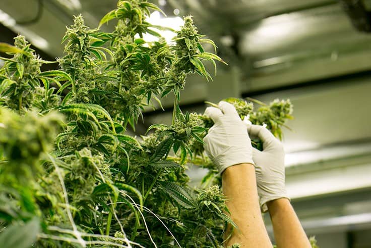 Resource Innovation Institute Releases Best Practices Guides for Cannabis Cultivators