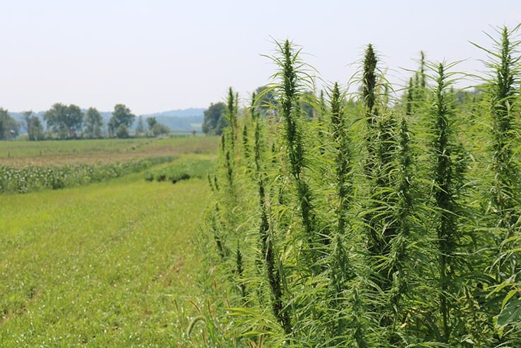 How Industrial Hemp May Fit Into Farmers’ Rotations as a Cash Crop and a Cover Crop